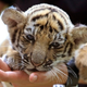 Illustration for article titled Officials Find Tiger Cub Smuggled Amongst Stuffed Animals